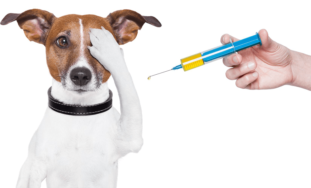 vacina cão